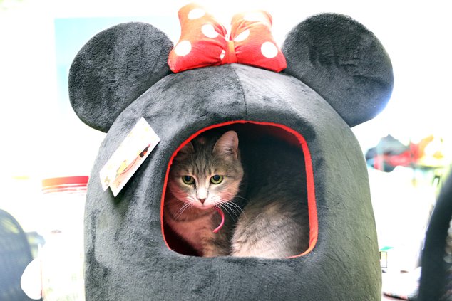 I-Xmas for Critters pic 2.JPG