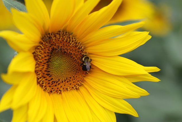 flowers 4
